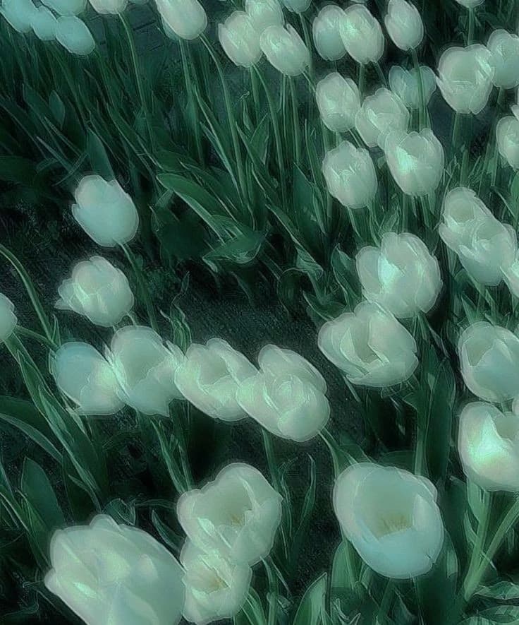 Tulips. thumbnail