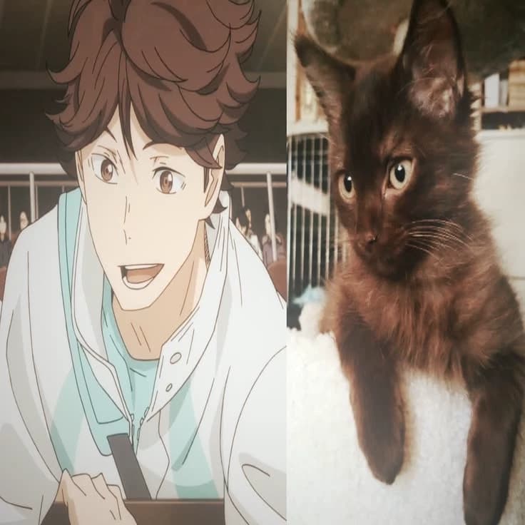 oikawa tooru رى thumbnail