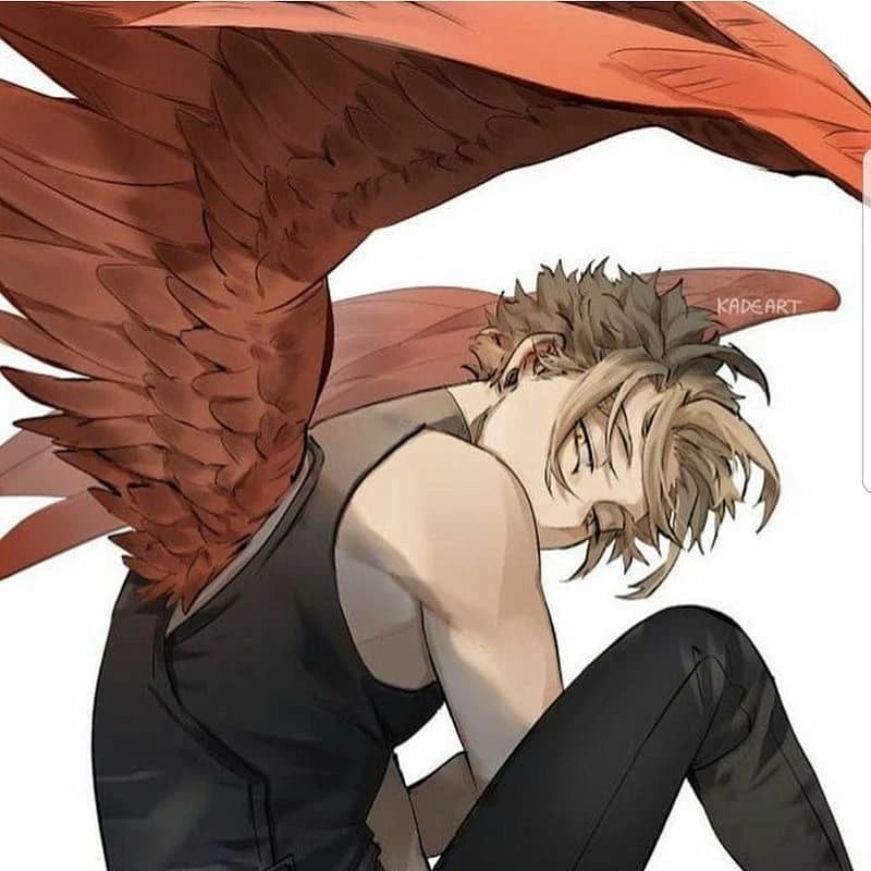 Hawks thumbnail