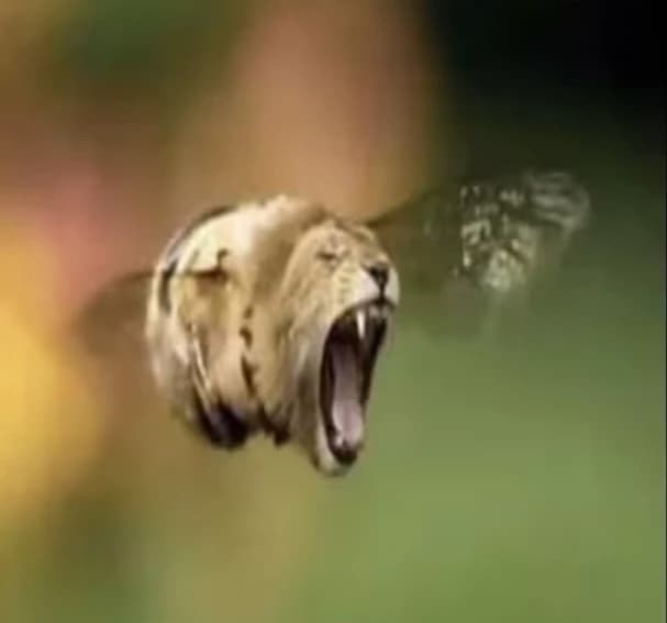 Flion thumbnail