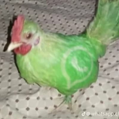 Solarballs  thumbnail