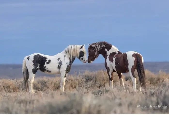 Viggo - Lead Stallion thumbnail