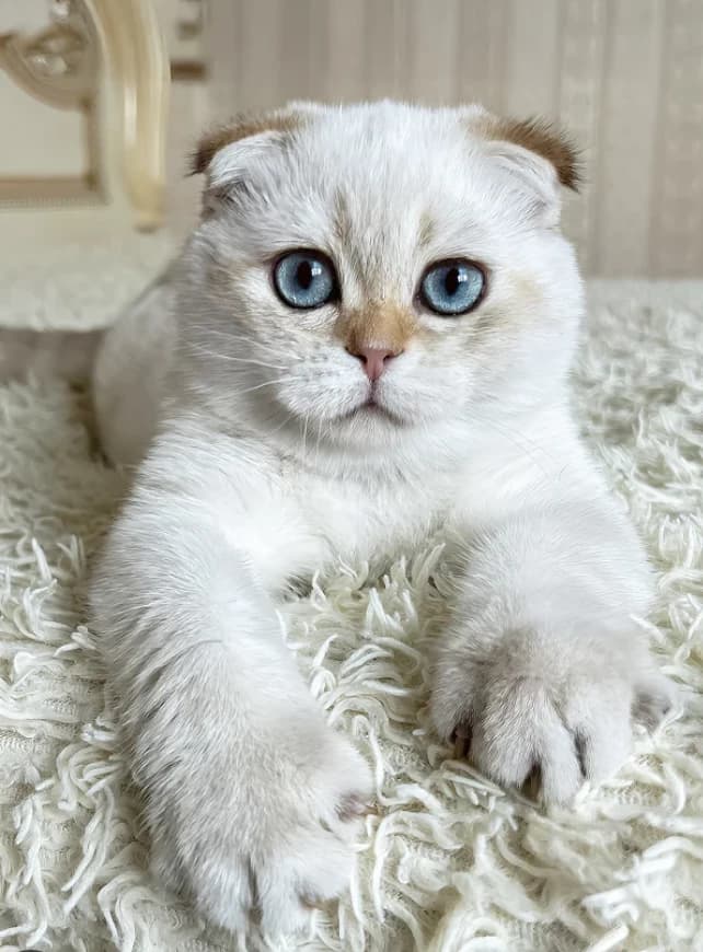 Cat  thumbnail