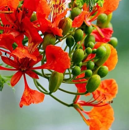 Gulmohar Pookkal 🍂❤️ thumbnail