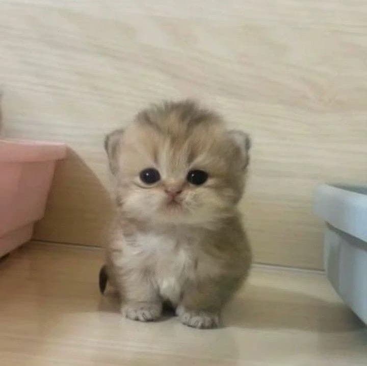 eres un gatito thumbnail