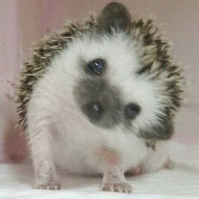 hedgehog  thumbnail