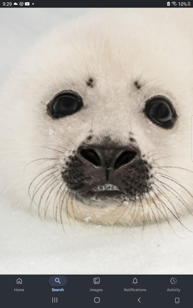 harp seal thumbnail