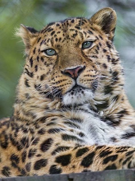 Amur leopard  thumbnail