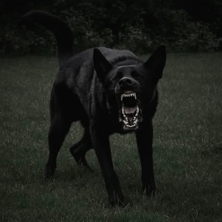 Dog thumbnail