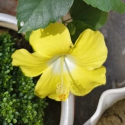 Kundan thumbnail