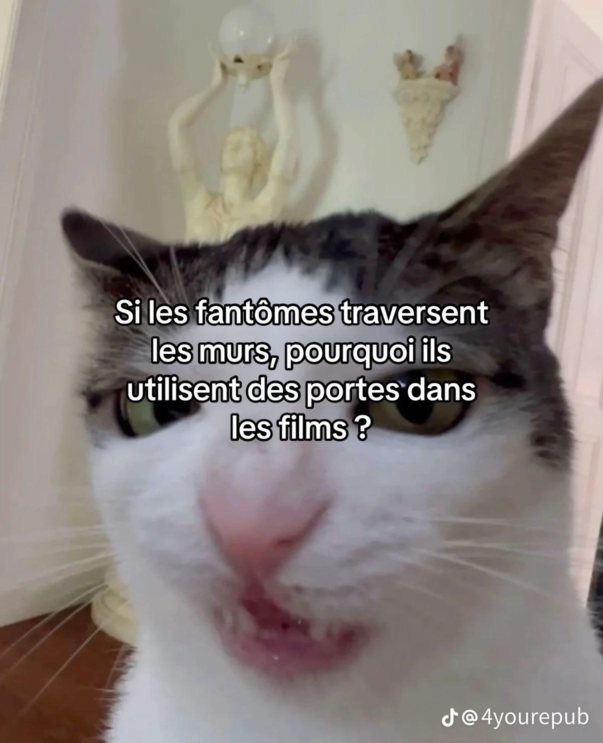 Pet shop thumbnail