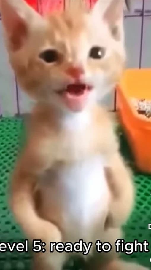 Kid cat thumbnail