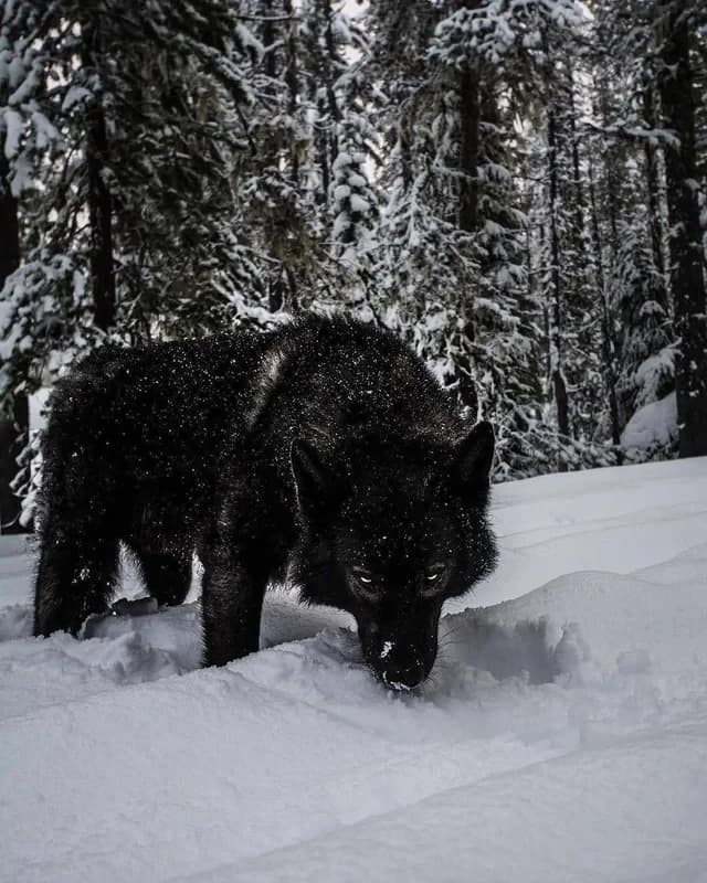 Wolves thumbnail