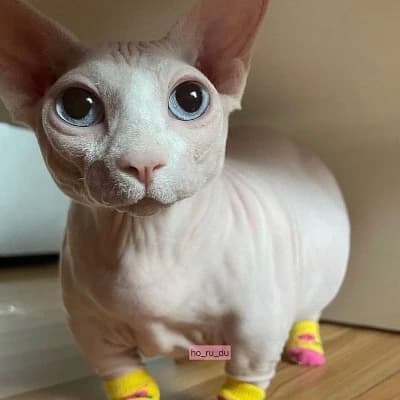Sphynx cat thumbnail