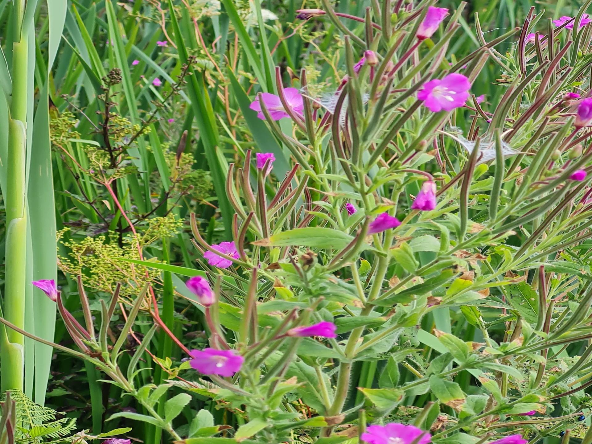 dragons den thumbnail