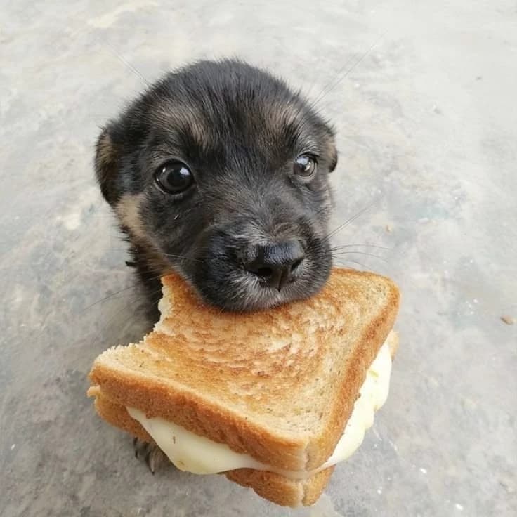 cute dog thumbnail
