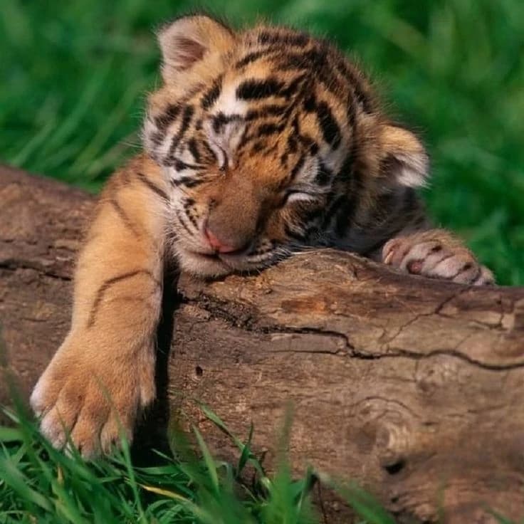 Tiger thumbnail