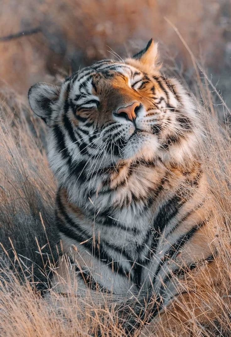 Tigre kon thumbnail