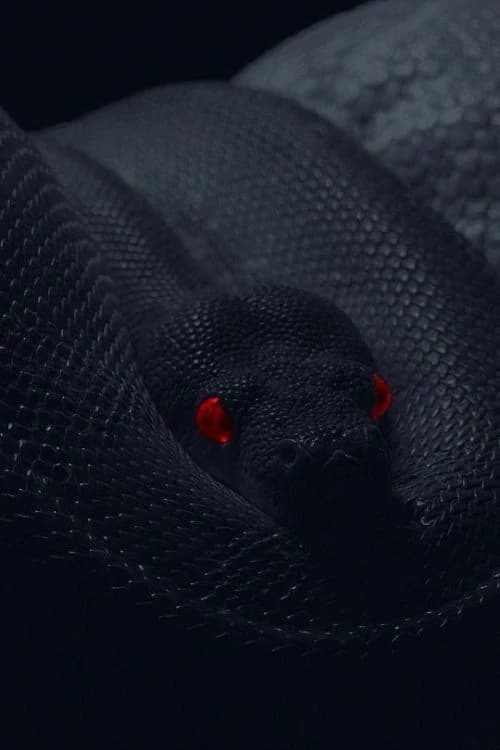 Kon, a cobra thumbnail