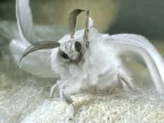 My fandom-Kemii thumbnail