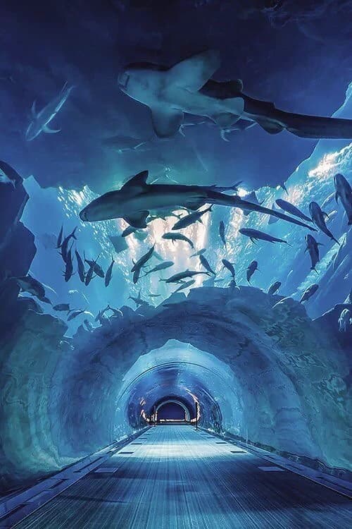 Aquarium thumbnail