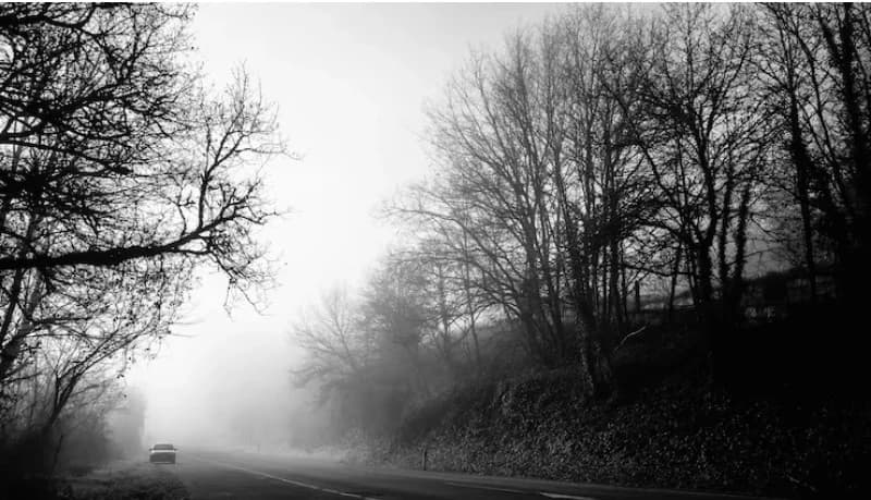 el bosque  thumbnail