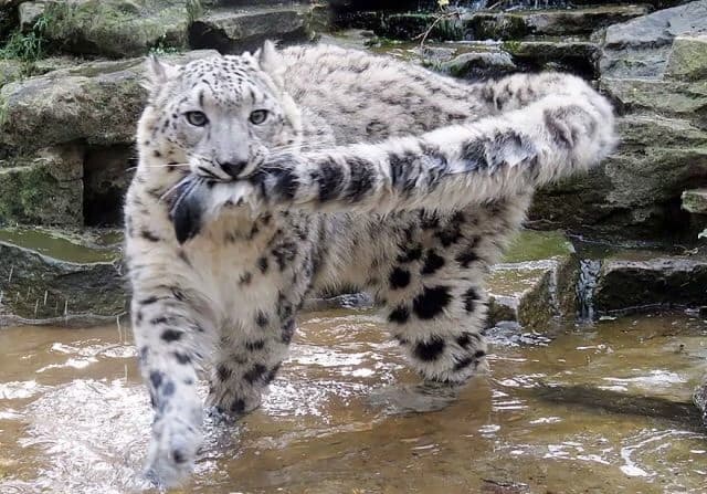 Male snow leopard (at mating season) thumbnail