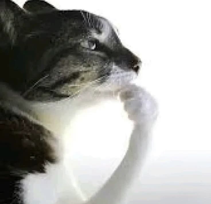 Gato pensando  thumbnail