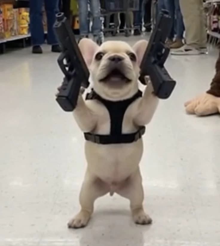 thief dog 😧 thumbnail