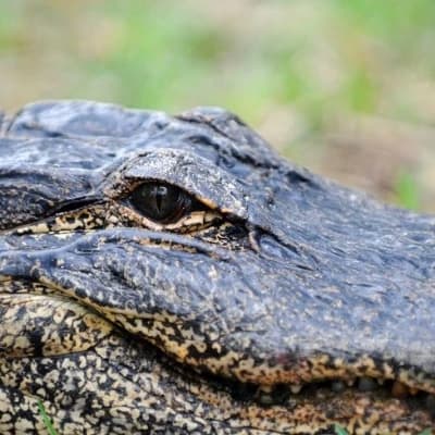 Mirel, The Gator Queen thumbnail
