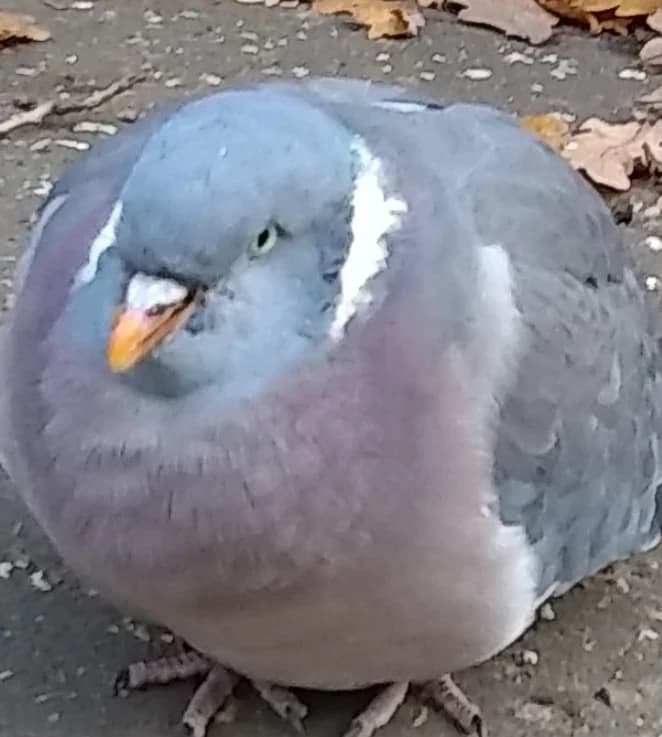 Fat pigeon thumbnail