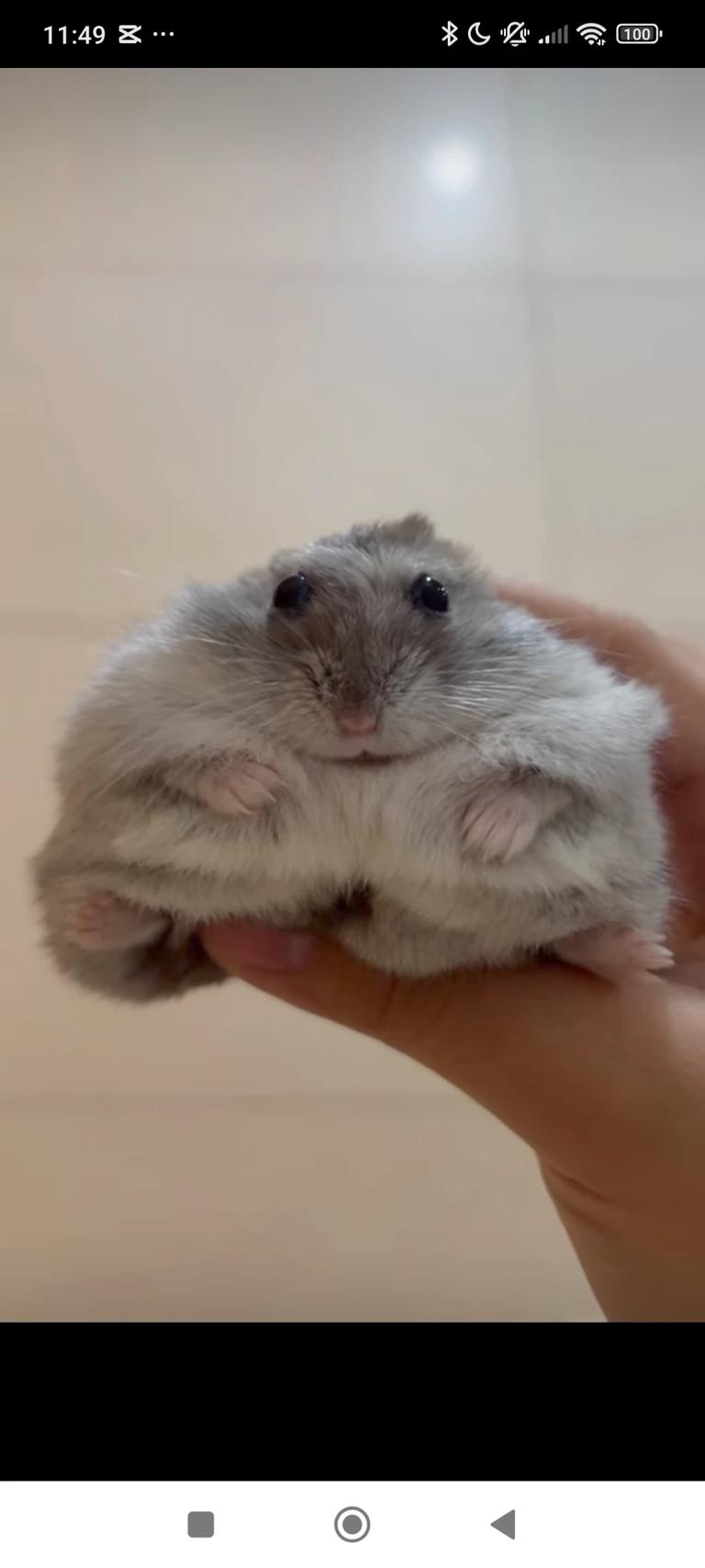Tú mascota hamster thumbnail