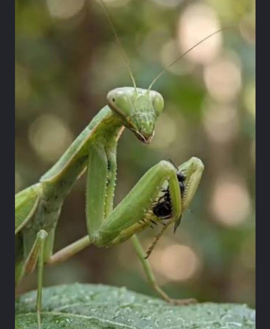 Praying Mantis thumbnail