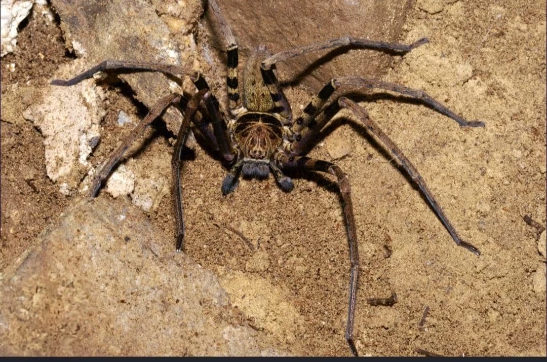 Spider thumbnail