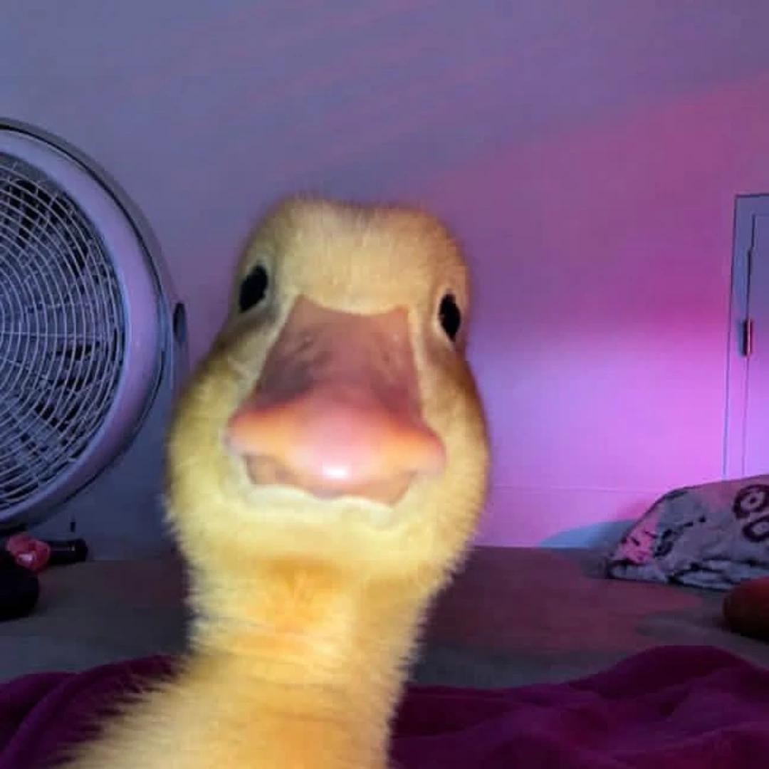 the duck ✨💫 thumbnail