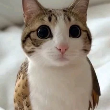 Meow thumbnail