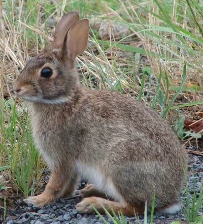 Bunny thumbnail