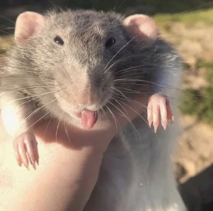 Rat thumbnail