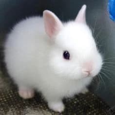 Bunny thumbnail