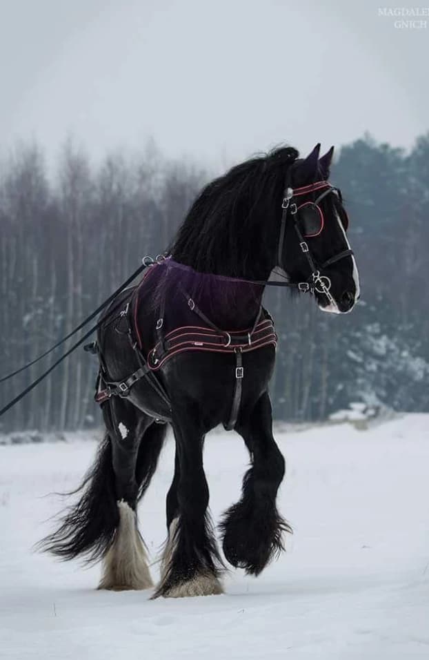 Your Strong Mare thumbnail