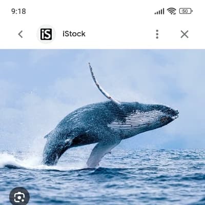 Leo the whale thumbnail