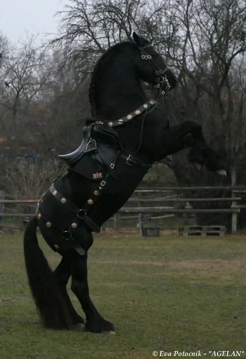 horse thumbnail