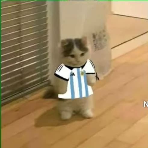 cat thumbnail