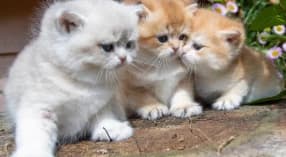 The Abandoned Shorthair Kittens thumbnail