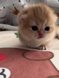 Mimi thumbnail
