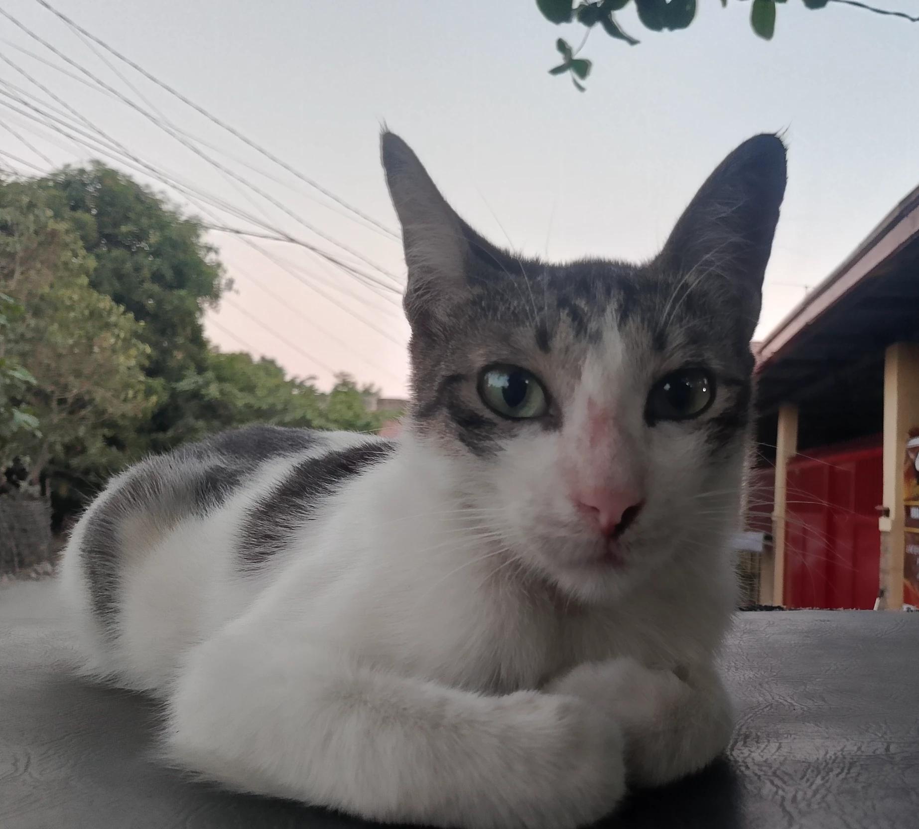 Meow thumbnail