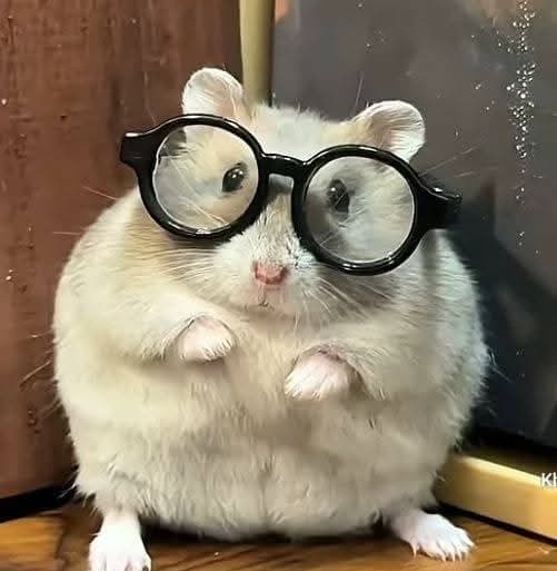Hamster 🐹 thumbnail