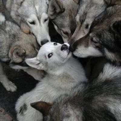 The cutest in

the wolf pack thumbnail