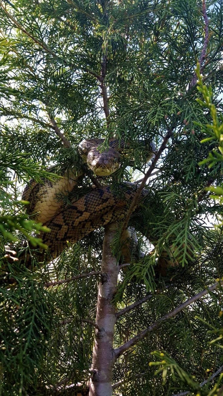 Anaconda thumbnail
