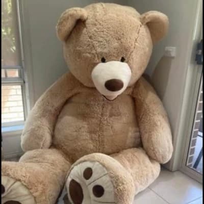 Teddy thumbnail